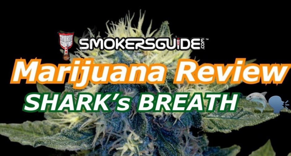 BushDoc Marijuana Review: SHARK