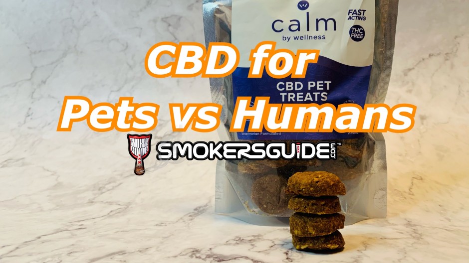  CBD for pets vs. humans: Can I share with my dog?