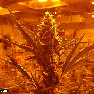 SG Colorado Champion Cannabis (7