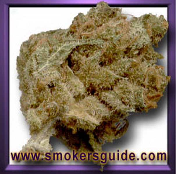 www.smokersguide.com