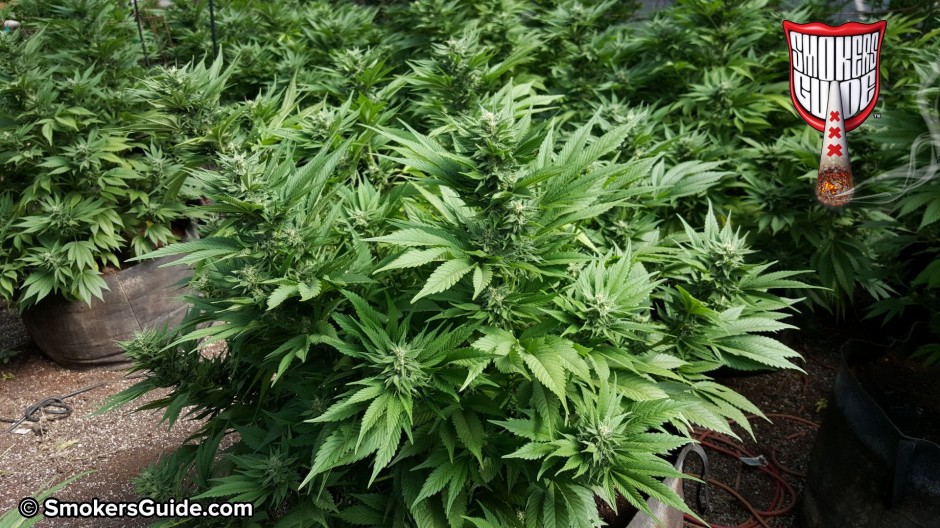 Australia Legalizes Medical Marijuana