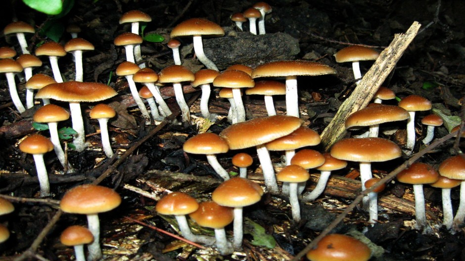 Can Magic Mushrooms Cure Depression