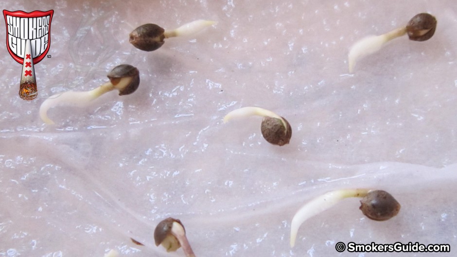 How To Germinate Cannabis Hemp Seeds