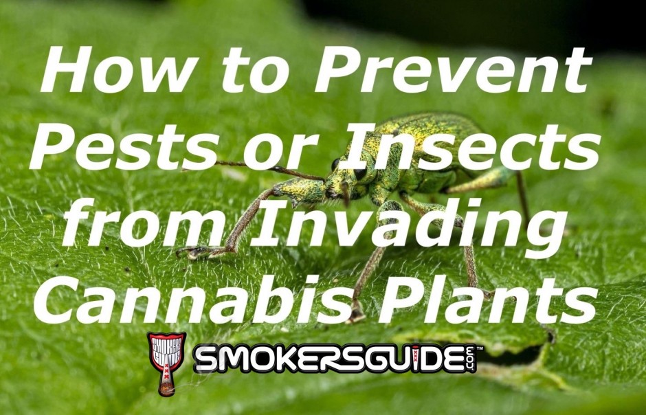  How to Prevent Pests or Insects From Invading Your Cannabis Plants 