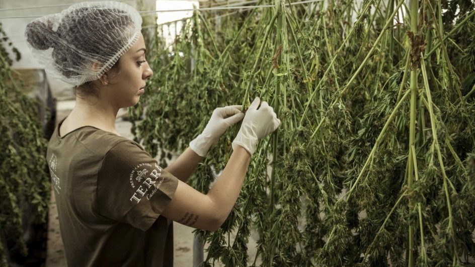 How COVID-19 Affected the Cannabis Industry
