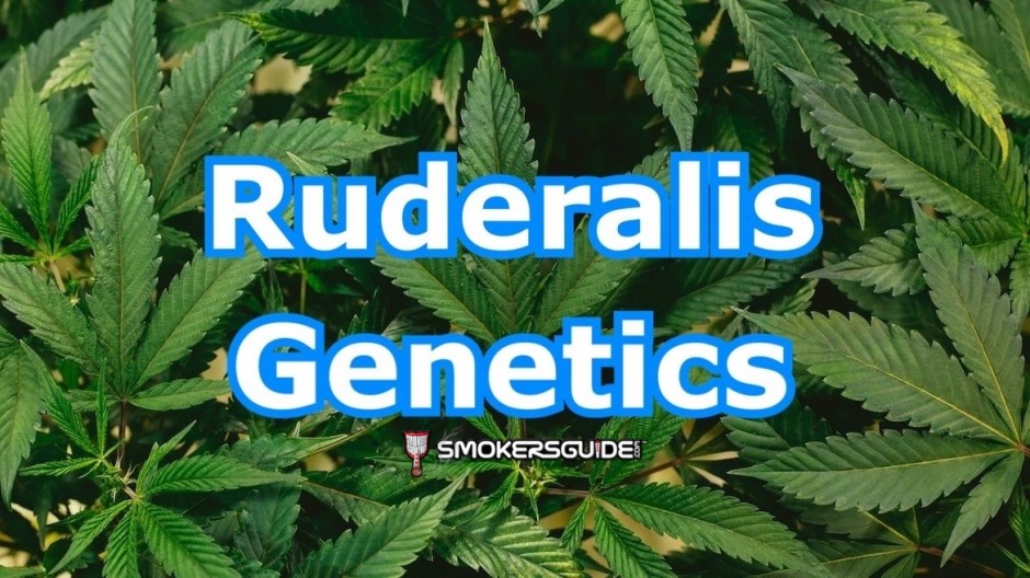 Ruderalis and Genetics: The Science Behind Autoflowering Strains