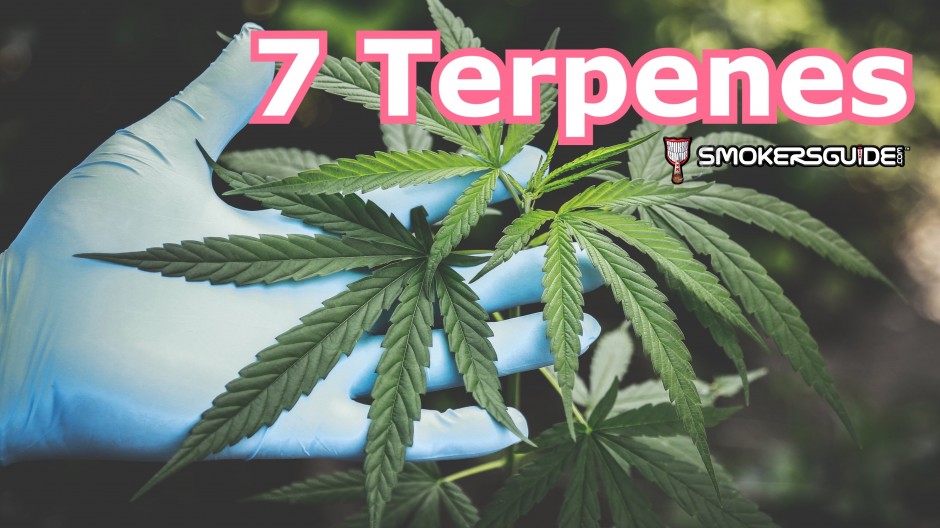 7 Terpenes That Can Boost Your Hemp Experience