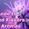  A Guide To Weed Flavors And Aromas