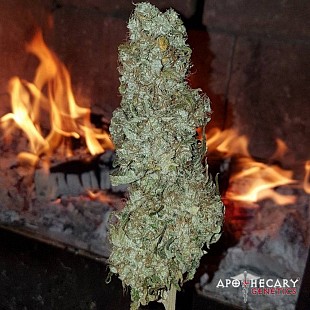 afghan-og-regular-seeds-apotheca