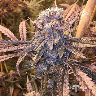 blueberry-og-regular-seeds-apoth