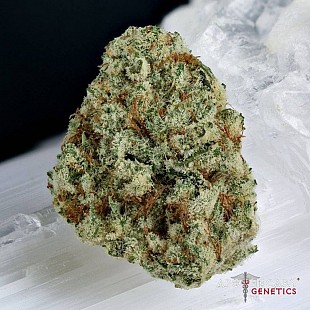 bubba-berry-regular-seeds-apothe