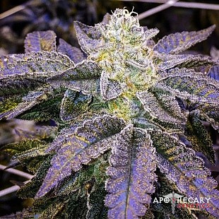 cookies-og-regular-seeds-apothec