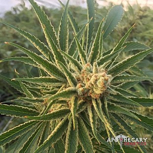 haze-regular-seeds-apothecary-ge
