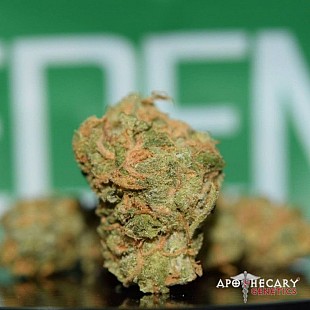 haze-regular-seeds-apothecary-ge