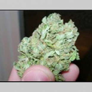 auto flor sowndiesel