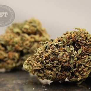 AnimalCookies flower