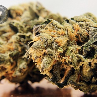 barbary coast ThinMint 60 flower