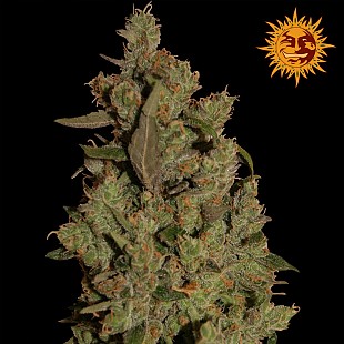 BF ••CBD Critical Cure NEW 1