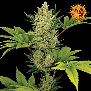 BF •Blue Cheese Auto 1200x1200