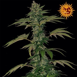 BF •Grape Muerte Auto 1200x120