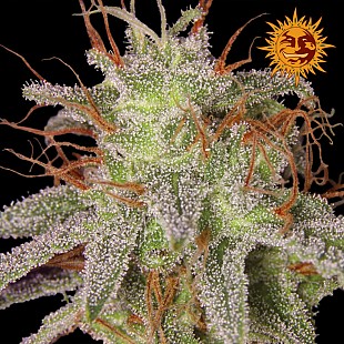 BF Amnesia Lemon 1200x1200