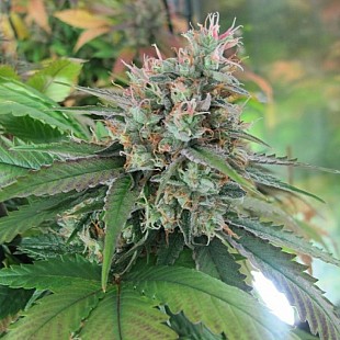 cbd-god1[1]