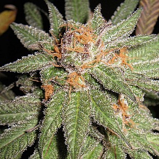 dynamite-og[1]
