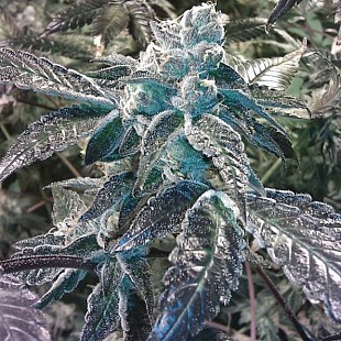 girl scout cookies1[1]