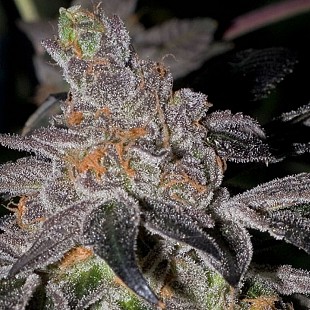 animal-cookies1[1]