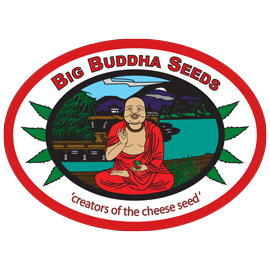 Big Buddha Seeds