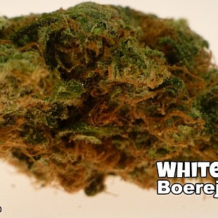 White-Choco-Boerejongens-Marijua