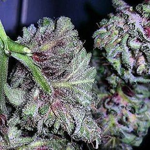 BRIGHT MOMENTS DISPENSARY WEED