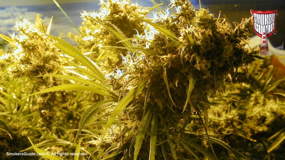 cannabis college  3  16x9crop