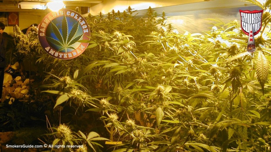 cannabis college  4  16x9crop