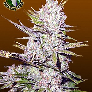 Haze-Xtreme[1]