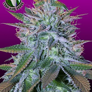 White-Widow[1]