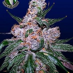 Blueberry1[1]