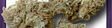 Dessert Bud