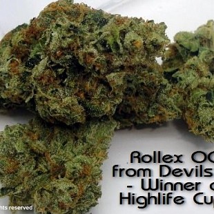 Devils Harvest with Rollex OG Ku