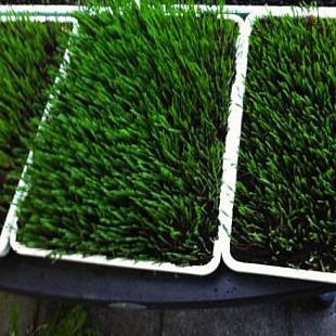 energise me wheatgrass
