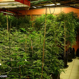 SG Colorado Champion Cannabis (2