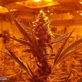 SG Colorado Champion Cannabis (7