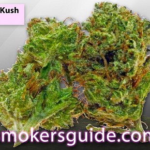 SG Flower Bomb Kush-GreenHouse-M