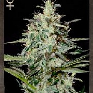 WHITE-LEMON