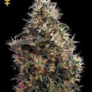 SweetMangoAuto