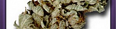LA Confidential