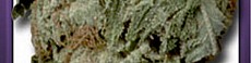 LA Confidential