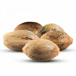 cannabis%20seeds[1]