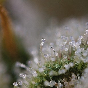 trich[1]