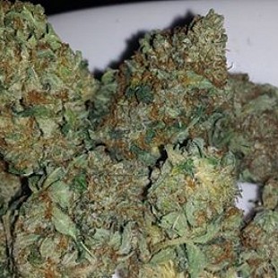 Tahoe Og